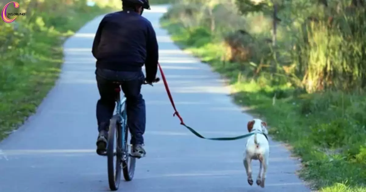 Is Cycling With A Dog Cruel?