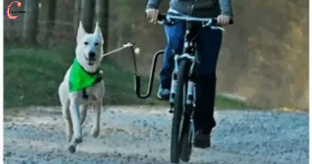 Responsible Cycling With Dogs
